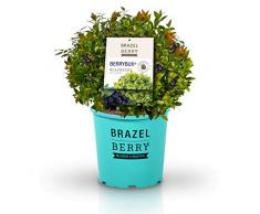 BrazelBerry BerryBux Blaubeere , im 3 Liter Topf ,kugelige Buchsbaum-Figur mit zahlreichen kleinen Beeren , Heidelbeere , winterhart , Obst für Garten, Terrasse, Balkon oder Kübel