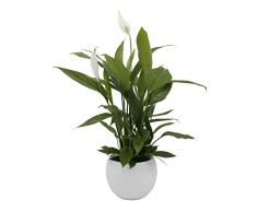 Dominik Blumen und Pflanzen, Spathiphyllum im Topf Cresto Weiß Zimmerpflanze, Grün, 40 x 20 x 20 cm