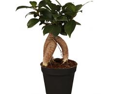 Dominik Blumen und Pflanzen, Lorbeer-Feige Ficus mic. Ginseng, 8cm Topf, 3 Pflanzen