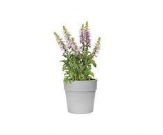 Elho Vibia Straight Ø47 cm Pflanztopf, Beton