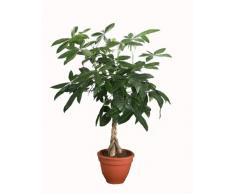 Dominik Blumen und Pflanzen, Glückskastanie, Flaschenbaum, Pachira aquatica, 1 Pflanze, ca. 60 - 80 cm hoch, 3 Liter Container, Zimmerpflanzen, Kübelpflanzen