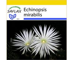 SAFLAX - Anzucht Set - Kakteen - Seeigelkaktus - 40 Samen - Mit Mini-Gewächshaus, Anzuchtsubstrat und 2 Töpfen - Echinopsis mirabilis