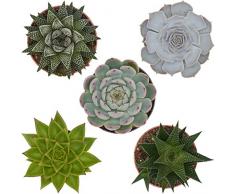 Pasiora Sukkulenten Mix im 10,5cm Topf, verschiedene mittelgroße Pflanzen, Geschenkset (5 Stück)