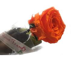 Rosen-Te-Amo – Konservierte echte orange Rose mit herunterladbarer Grußkarte; Infinity Rosen - Deko und Geschenk für Blumenstrauß geeignet
