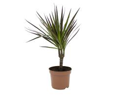 Dominik Blumen und Pflanzen Drachenbaum, Dracena marginata, 1 Zimmerpflanze, ca. 30 cm hoch, 10, 5 cm Topf