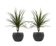 Drachenbaum marginata-Duo mit handgefertigtem Keramik-Blumentopf Cresto Eisblau, 2 Pflanzen und Deko-Töpfe