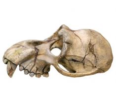 Nobby 28253 Aquarium Dekoration Aqua Ornaments Affenschädel L-22.5 x B-14.5 x H-11 cm