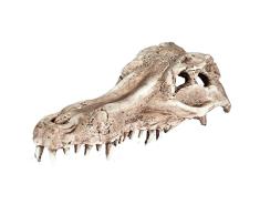Pet Ting Alligator Totenkopf Aquatic Ornament – Aquarium Dekoration – Vivarium Dekoration