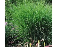 TOM-GARTEN Mehrjähriges Chinaschilf Gracillimus robustes Zier-Gras für den Garten, Pflanze im 11 cm Topf, Grün