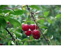 Kirschbaum Süßkirsche Obstbaum Prunus avium Burlat ca. 150cm im Topf gewachsen