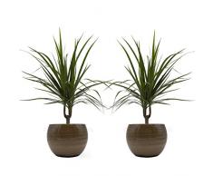 Drachenbaum marginata-Duo mit handgefertigtem Keramik-Blumentopf Cresto Karamel, 2 Pflanzen und Deko-Töpfe