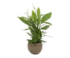 Dominik Blumen und Pflanzen, Spathiphyllum im Topf Cresto Karamel Zimmerpflanze, Grün, 40 x 20 x 20 cm