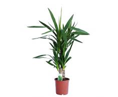 Dominik Blumen und Pflanzen, Yucca - Palme, Palm - Lilie, Yucca elephantipes, 2 - stämmig, 2 - 3 Liter Topf, ca. 60 cm hoch, 1 Zimmerpflanze, Kübelpflanze