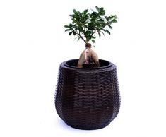 Pflanzkübel Blumenkübel Blumentopf rund konisch Polyrattan D35xH32cm coffee braun