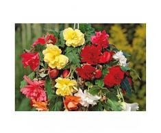 A to Z Begonia Pendel gemischt 4 Lampen, Mehrfarbig, 9 x 23 x 16 cm