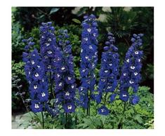 Premier Seeds Direct DEL03F Rittersporne „Magischer Brunnen Serie“ Dunkelblau mit White Bee Samen (Packung mit 50)