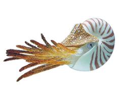 Nobby 28462 Aquarium Dekoration Fantasy Aqua Decor Nautilus