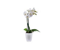 elho brussels Orchid High 12,5 Blumentopf – Rundes Pflanzengefäß in Weiß – Stilvolles Highlight für jede Wohnung – Ø 12,7 x H 15,2 cm
