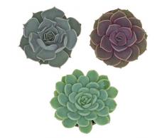 Pasiora Echeveria Mix im 6cm Topf, verschiedene kleine Pflanzen, Rosetten Geschenkset (3 Stück)