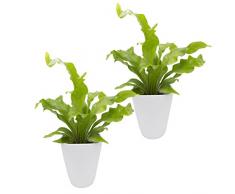 Dominik Blumen und Pflanzen, Zimmerpflanzen Nestfarn Asplenium nidus, 2 Pflanzen, circa 15 cm hoch, 13 cm Topf und weißem Dekotopf