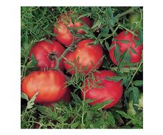 Premier Seeds Direct Silberne Tannenbaum Tomate enthaelt 75 Samen