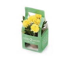 Closer 2 Nature Artificial Flower, Künstliche Mini Garten Chrysantheme in Geschenk Box, 18 cm, gelb