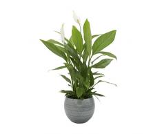 Dominik Blumen und Pflanzen, Spathiphyllum im Topf Cresto Eisblau Zimmerpflanze, Grün, 40 x 20 x 20 cm