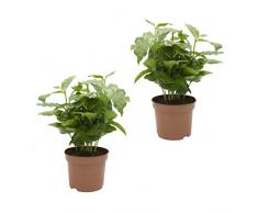 Dominik Blumen und Pflanzen, Kaffee - Pflanze, Coffea arabica, 2 Pflanzen, 12 cm Topf, 20 - 30 cm hoch, Zimmerpflanzen, Kübelpflanzen