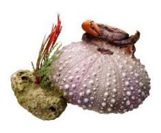 Nobby 28222 Aquarium Dekoration Aqua Ornaments Muschel mit Pflanzen L-11 x B-9 x H-7 cm