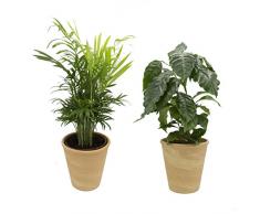 Dominik Blumen und Pflanzen, Indoor Duo - Kaffeepflanze und Zimmerpalme mit Dekotopf, terrakotta, 10,5 - 12 cm Topf, 20 - 30 cm hoch, Zimmerpflanzen, Kübelpflanzen
