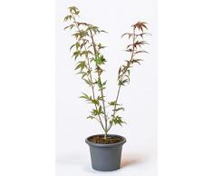 Pflanzmich Bloodgood Fächerahorn 60-80cm im 5 Liter Container, Dunkelbraun, Rot, Purpur
