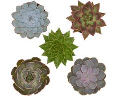 Pasiora Echeveria Mix im 12cm Topf, verschiedene große Pflanzen, Rosetten Geschenkset (5 Stück)