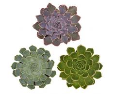 Pasiora Echeveria Mix im 10,5cm Topf, verschiedene mittelgroße Pflanzen, Rosetten Geschenkset (3 Stück)