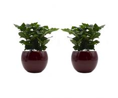 Kaffee-Pflanzen-Duo mit handgefertigtem Keramik-Blumentopf Cresto Rot - 2 Pflanzen und 2 Dekotöpfe