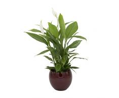 Dominik Blumen und Pflanzen, Spathiphyllum im Topf Cresto Rot Zimmerpflanze, Grün, 40 x 20 x 20 cm