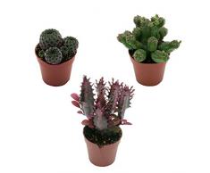 Pasiora - besondere Sukkulenten- und Kakteen Mix im 5,5cm Topf, Geschenkset, 3 Stück