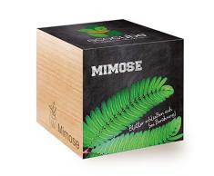 Feel Green Ecocube Mimose, Blätter Schließen Sich bei Berührung, Nachhaltige Geschenkidee (100% Eco Friendly), Grow Your Own/Anzuchtset, Pflanzen Im Holzwürfel, Made in Austria