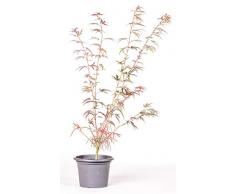 Pflanzmich Red Pygmy Fächerahorn 50-60cm im 5 Liter Container, Laubfarbe, Herbstfärbung rot-orange