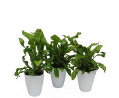 Dominik Blumen und Pflanzen, Zimmerpflanzen Nestfarn Asplenium nidus, 3 Pflanzen, circa 15 cm hoch, 13 cm Topf und Dekotopf, weiß / grün