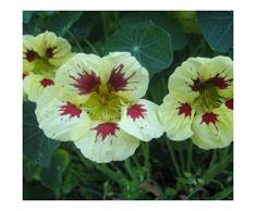 Premier Seeds Direct CI-LUIM-OHGW Brunnenkresse „Ladybird Spot“- Samen- Kremig/Lila (Packung mit 25)