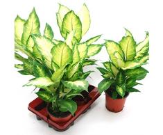 Dieffenbachia Tropic, 12 cm Topf, 30 - 40 cm hoch, 3 Pflanzen, Zimmerpflanzen