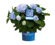 Endless Summer The Original Hortensie , der Klassiker im intensiven blau , winterhart , mehrjährig , Pflanze für Garten, Terrasse, Balkon oder Kübel
