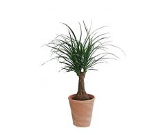 Dominik Blumen und Pflanzen, Elefantenfuß, Beaucarnea recurvata (Syn. Dracena nolina), 1 Pflanze, circa 30 cm, 10,5 cm Topf, 1 Pflanze und Dekotopf terracotta, Zimmerpflanzen, Kübelpflanzen