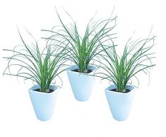 Dominik Blumen und Pflanzen, Blumen Dracena Nolina kleiner Elefantenfuß inklusive Deko-Topf, 3er Spar-Set, mehrfarbig