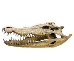 Nobby 28108 Aquarium Dekoration Aqua Ornaments, Krokodil Schädel