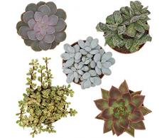 Pasiora Sukkulenten Mix im 12cm Topf, verschiedene große Pflanzen, Geschenkset (5 Stück)
