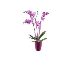 Elho Brussels Diamond Orchidee Hoch 12,5 - Blumentopf - Kirsche - Drinnen - Ø 12.7 x H 15.2 cm