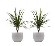 Drachenbaum marginata-Duo mit handgefertigtem Keramik-Blumentopf Cresto Weiß, 2 Pflanzen und Deko-Töpfe