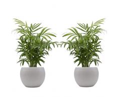 Zimmerpalmen-Duo mit handgefertigtem Keramik-Blumentopf Cresto Weiß - 2 Pflanzen und 2 Dekotöpfe