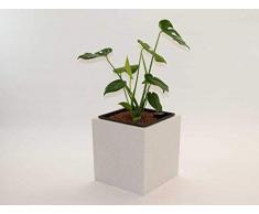 Pflanzkübel Blumenkübel Blumentopf Fiberglas Quadrat LxBxH 30x30x30cm perlmutt weiß.